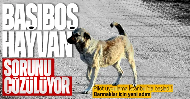 Başıboş hayvanlar için barınak sorunu çözülüyor! Bakan Kirişci açıkladı: "Yerel yönetimlere ormanlık alanlardan arazi vereceğiz"
