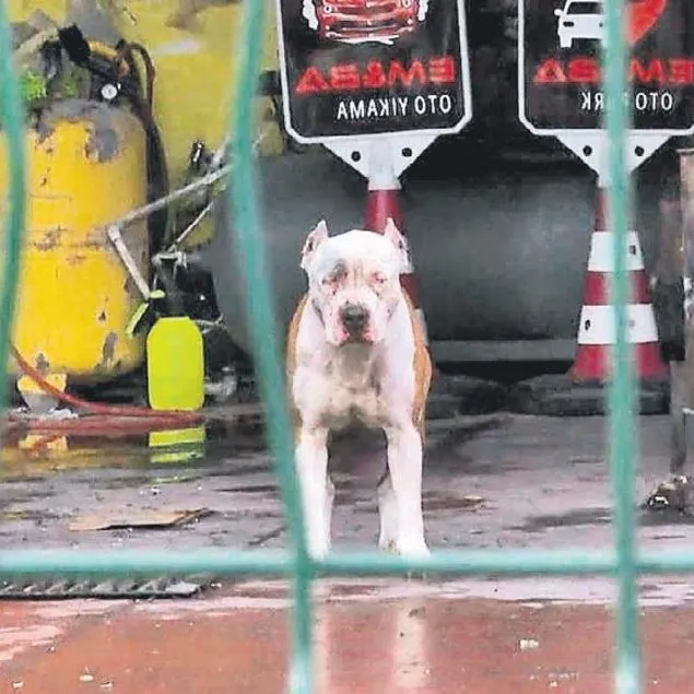 Pitbull dehşeti