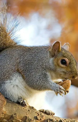 Rüyada sincap görmek ne anlama gelir?