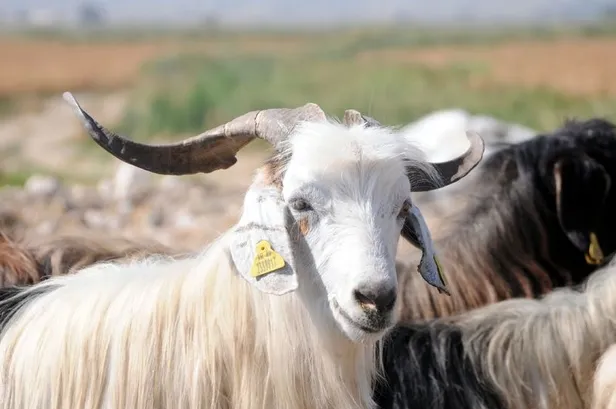 2019 Kurban Bayramı tarihi ne zaman? Kurban Bayramı hangi gün?-1