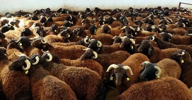 Koç çobanı öldürdü!