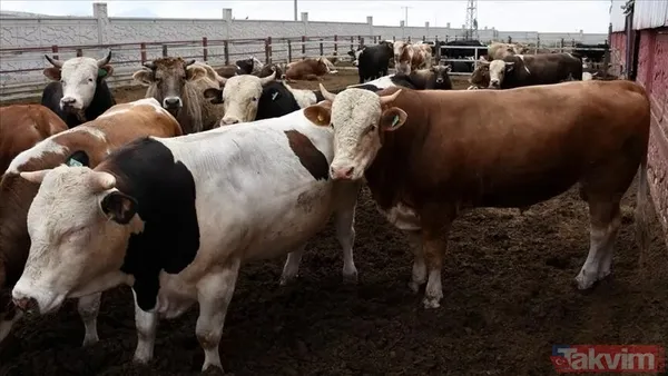 Kurban nasıl kesilir? Kurban için vekalet nasıl verilir? Kurban ibadetinde nelere dikkat edilmeli? Diyanet kurbanda dikkat edilmesi gerekenleri açıkladı - 15