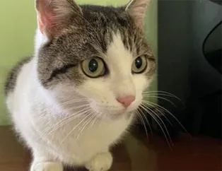 Rusya'da "doğa üstü güçlere sahip kedi" 320 bin dolara satışa çıktı