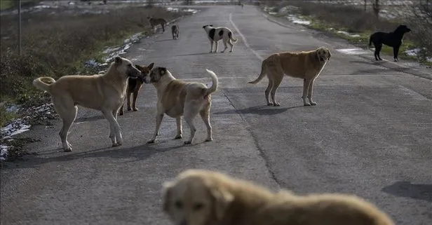 Köpek saldırısında emsal karar! Belediye tazminat ödeyecek