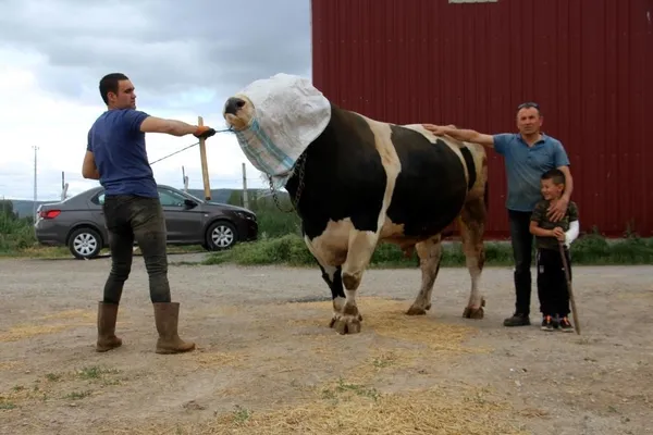 72-bin-500-liraya-satildi-dev-tosun-1-ton-220-kilogram-agirliginda-1656315794277.jpg 72 bin 500 liraya satıldı! Dev tosun 1 ton 220 kilogram ağırlığında-3