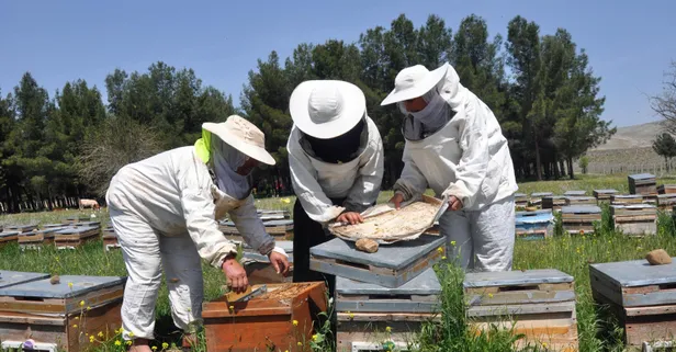 Kayınpederleri sevdirdi! Bu 3 elti kavga etmiyor! Arıcılık yapıyor