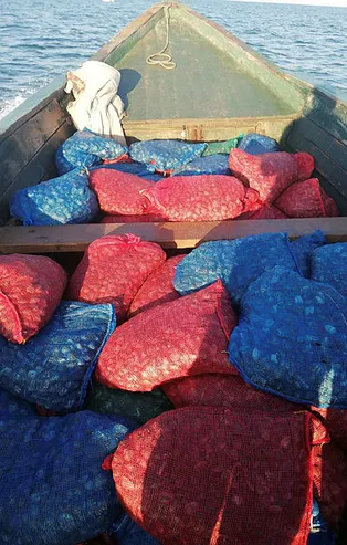 Edirne'de midye kaçaklığı! 90 bin lira ceza!