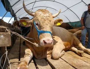 Kurban pazarlarında son durum