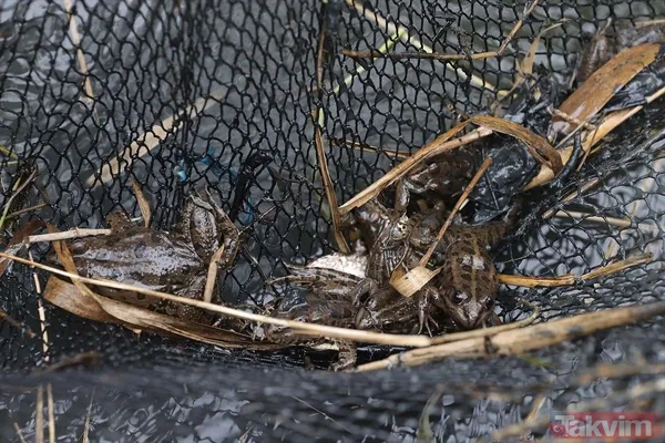 Günlük 900 lira kazanıyorlar! Türkiye'nin birçok ilinden toplanan kurbağalar Avrupa'ya ihraç ediliyor - 27