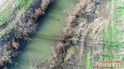 Edirne’de Meriç Tunca ve Arda nehirlerindeki su maymunları 3 nilüfer türünü ortadan kaldırdı çeltiklere zarar verdi