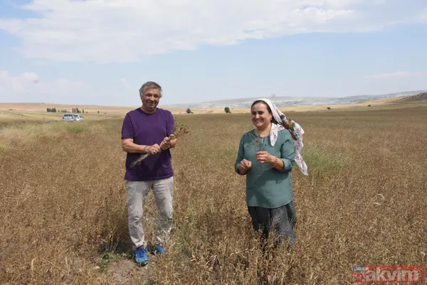 Nadasa bırakacaktı pelemir ekti jet yakıtı üretilecek - 9