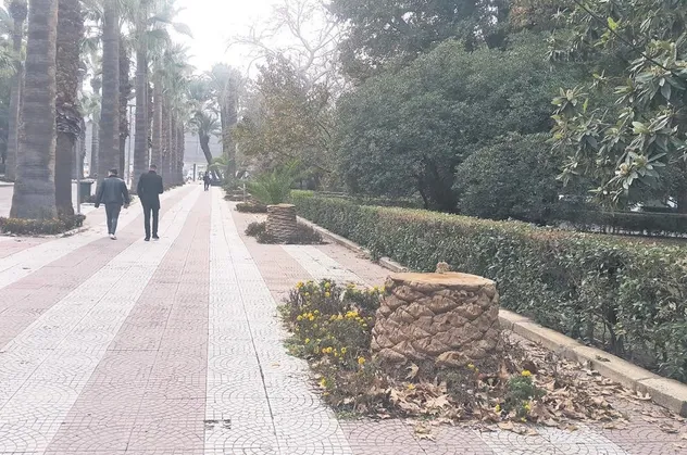 CHP'li İzmir Belediyesi'nin bakımsızlığa terk ettikleri ağaçları "kırmızı böcek" bahanesiyle katletti! 3 yılda 1900 ağaç