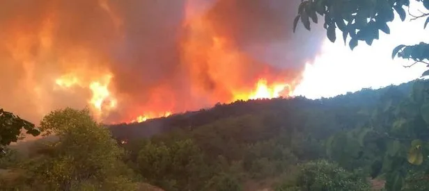 Kastamonu’da orman yangını