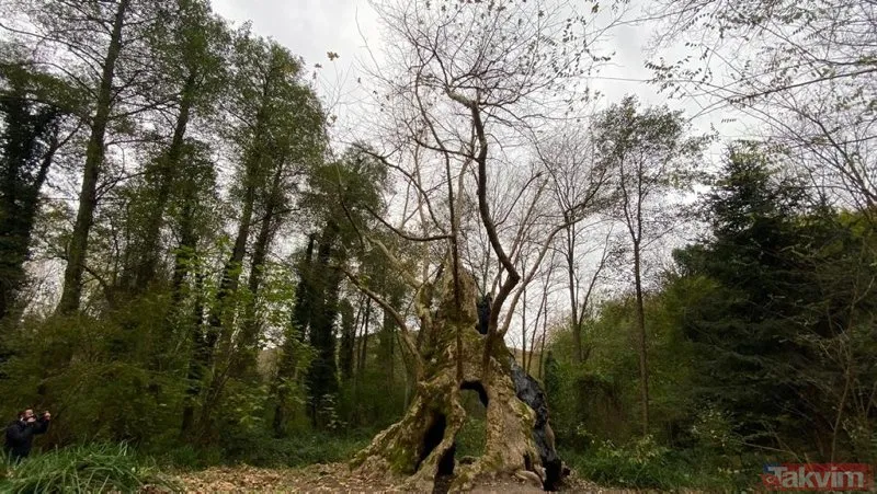 İstanbul’un en yaşlı ağacı! Sarıyer Bahçeköy’deki Doğu Çınarı tam bin 300 yaşında