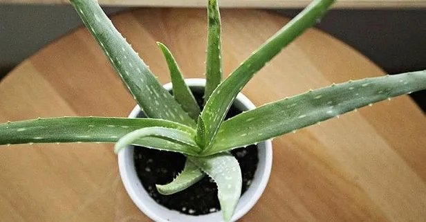 Aloe verayla saçlar güçlü