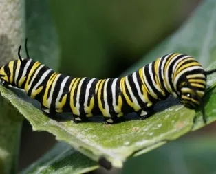 Rüyada tırtıl görmek ne anlama gelir?