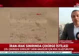 İran - Irak sınırında çekirge istilası