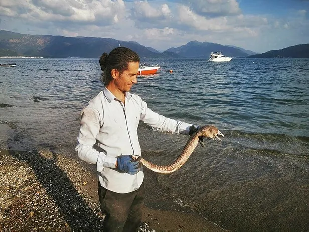 Muğla’nın Marmaris ilçesinde sahile vuran müren balığı vatandaşları şaşırttı-2