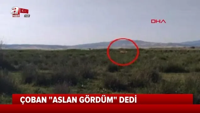 Çorum'da "aslan" iddiası ortalığı ayağa kaldırmıştı! Jandarma ve avcılar iz sürecek