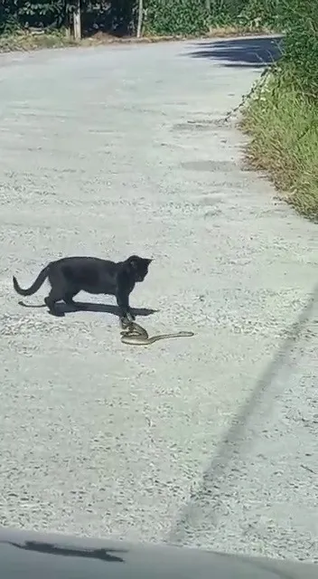kedi-ile-yilanin-kavgasi-kamerada-kazanan-kedi-oldu-1630219687887.jpg