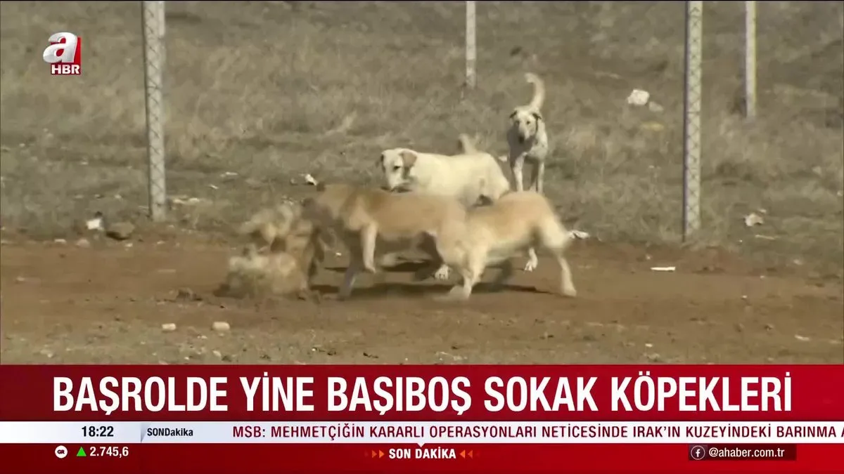 Bir başıboş köpek vakası da Ankara Gölbaşı'nda: 5 yaşındaki çocuğu sürükleyip yaraladı