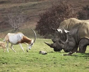 Hayran bırakan cesaret!