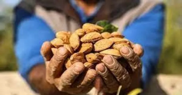 Doğal sağlık deposu bademden bir avuç tüketerek kalp ve damar hastalıklarının önüne geçin