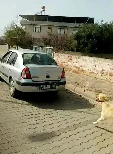 aydinda-kopegi-iple-otomobile-baglayip-kosturan-kadina-ceza-kesildi-1616512777217.jpeg Aydın'da köpeği iple otomobile bağlayıp koşturan kadına ceza kesildi!-2