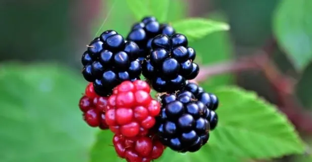 Böğürtlenin faydaları nelerdir? Böğürtlen neye iyi gelir? Böğürtlenin sağlığa faydaları nelerdir?