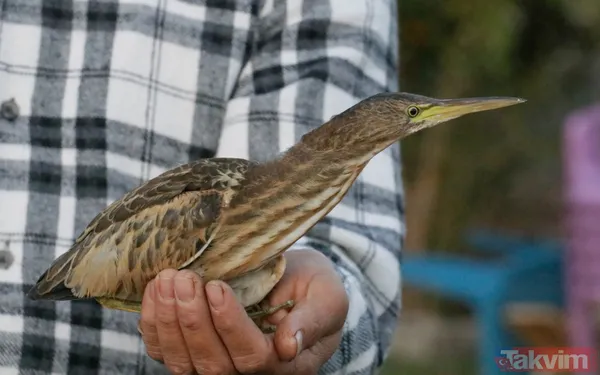 Türkiye'de ilk! Şanlıurfa'da 'yeşil sırtlı balıkçıl' görüldü - 5