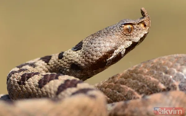 Rüyada evde kahverengi yılan görmenin anlamı ve yorumu nedir? Rüyada kahverengi yılan görmek ne anlama gelir, neye işarettir? - 6