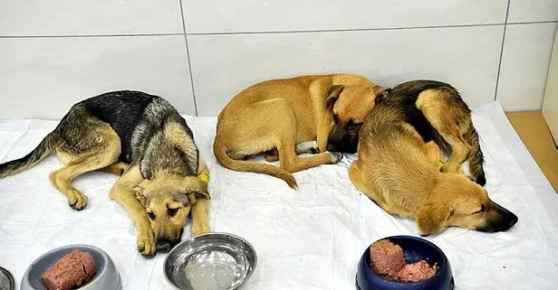 Son dakika: Avcılar’da zehirlenen 4 köpekten biri öldü
