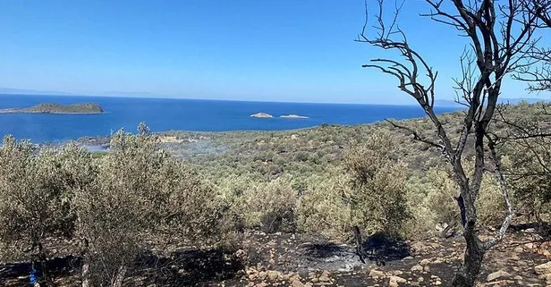 İzmir Dikili ve Kemalpaşa'daki orman yangınları söndürüldü