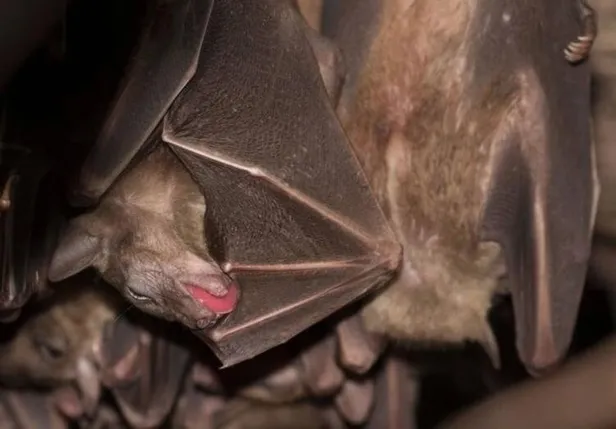 Koronavirüsle ilgili gizli belgeler ortaya çıktı! ABD ve Çin’in finanse ettiği deneyler…-5