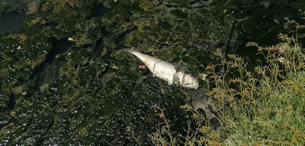 Büyükçekmece Gölü'nde şoke eden görüntü! Suyun rengi değişti, balıklar öldü!-2