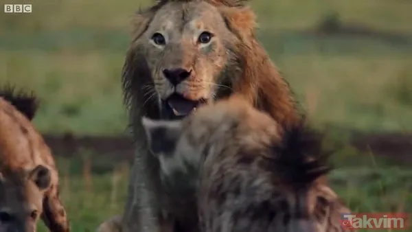 Cesur aslan onlarca sırtlanın arasında girdi! Vahşi doğada şoke eden kare! Sonrasında ise kaçınılmaz ölüm - 35