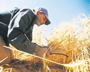 Buğdayda rekolte rekoru kırılacak