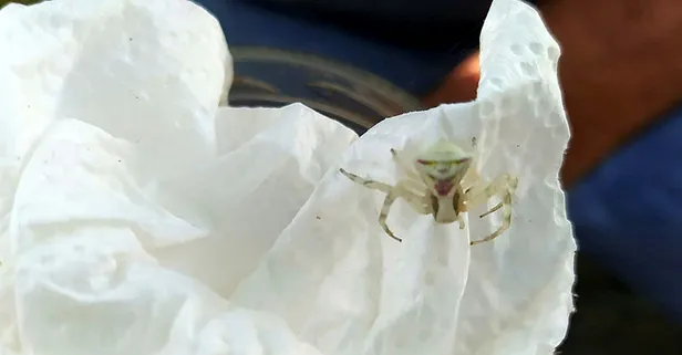 Bursa’da insan yüzlü örümcek bulundu! Görenler şaşkına dönüyor