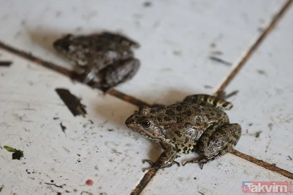 Günlük 900 lira kazanıyorlar! Türkiye'nin birçok ilinden toplanan kurbağalar Avrupa'ya ihraç ediliyor - 40