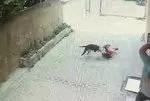 Ataşehir’de pitbull dehşeti! Küçük çocuk kabusu yaşadı | İşte o anlar