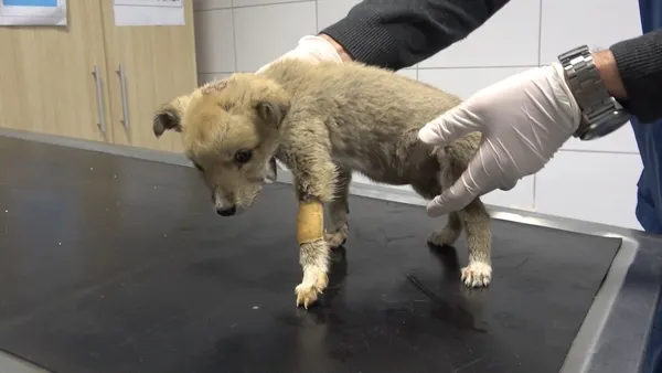 donmaktan-son-anda-kurtarilan-kurt-yavrusu-tedavi-edildi-1640344973222.jpg Donmaktan son anda kurtarılan kurt yavrusu tedavi edildi: Kendi kendini yiyordu-4