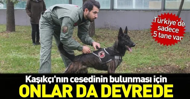 Cemal Kaşıkçı’nın cesedini aradılar! Bu köpekten Türkiye’de sadece 5 tane var