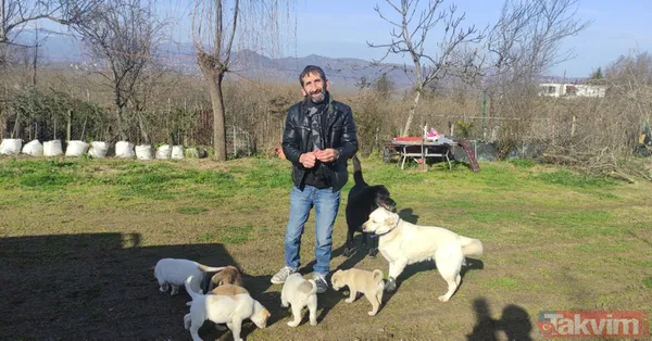 Duygulandıran görüntü! Pompalı tüfekle öldürülen köpeğin 7 yavrusu başından ayrılmadı - 4