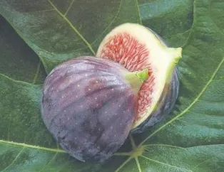 Osteoporozun rengi mor