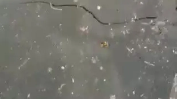 CHPli İBBnin yalanı elinde patladı: Haliçin pislik içindeki hali Eyüp sahilinde böyle görüntülendi