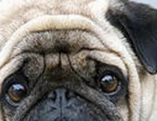 Dünyanın en üzgün köpeği