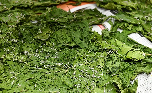 40-gunde-4000-tl-kazaniyor-evinin-cati-katinda-yetistirip-servet-kazaniyor-simdi-paraya-para-demiyorlar-1624191330825.jpg 40 günde 4.000 TL kazanıyor! Evinin çatı katında yetiştirip servet kazanıyor! Şimdi paraya para demiyorlar...-5