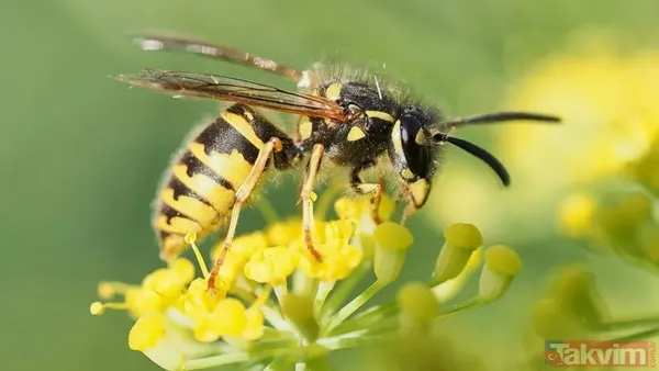 Bir ısırıkta gelen ölüm! Dünyanın en tehlikeli 10 böceği açıklandı - 7