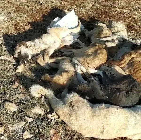 tokat-zilede-29-kopek-uyusturulmus-halde-bulundu-1608997078745.jpeg Tokat Zile'de 29 köpek uyuşturulmuş halde bulundu!-2
