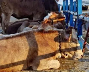 Van’da şap alarmı! Hayvan pazarı kapatıldı